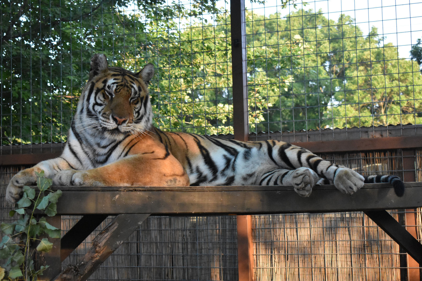 Zahara takes a nap